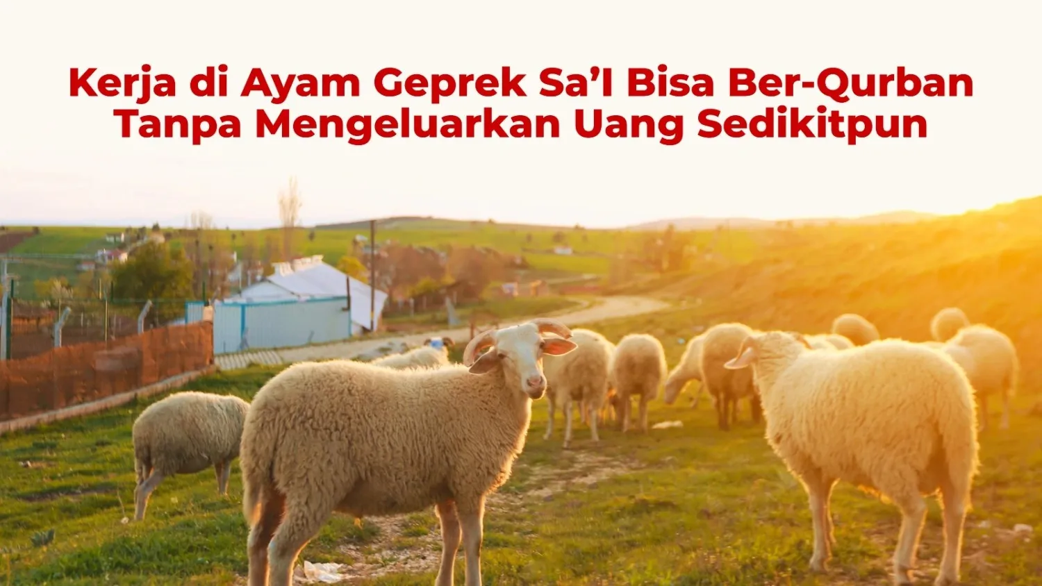 Kerja di Ayam Geprek Sa’i Bisa Ber-Qurban Tanpa Mengeluarkan Uang Sedikitpun